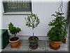 P1000919.JPG